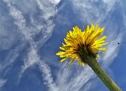 16 Giallo splendente nell'azzurro cielo